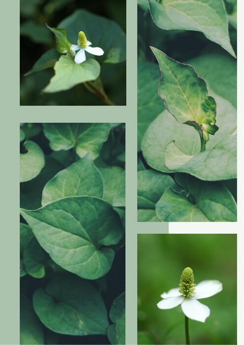 green elegant nature spa franchise info presentation (21 x 29.7 公分) (4) green elegant nature spa franchise info presentation (21 x 29.7 公分) (4)