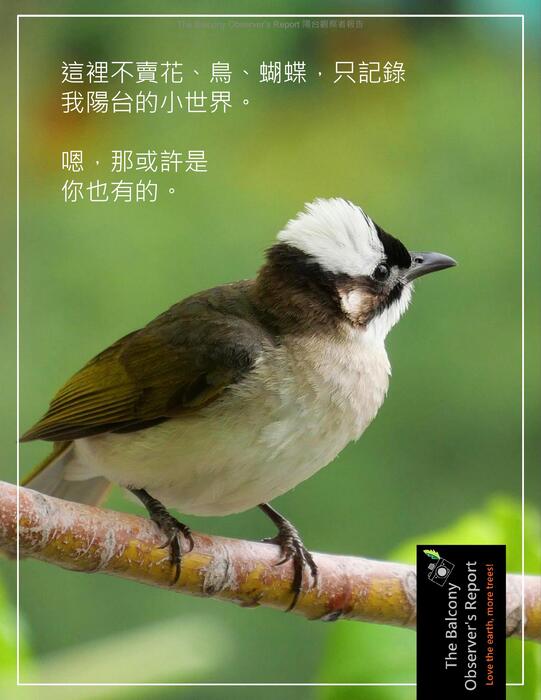 bor_tsao_vol_19_s1_20240215 bor_tsao_vol_19_s1_20240215